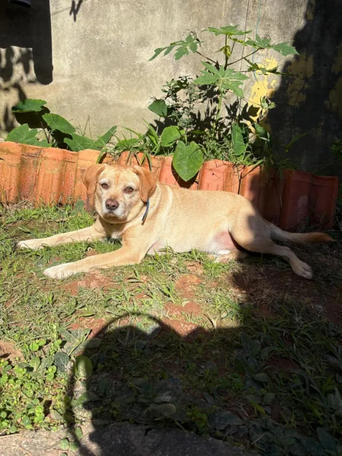Cachorro raça SRD-ViraLata idade 4 anos nome Simba