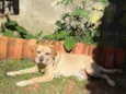 Simba