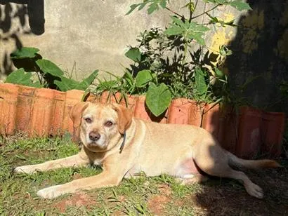 Cachorro raça SRD-ViraLata idade 4 anos nome Simba