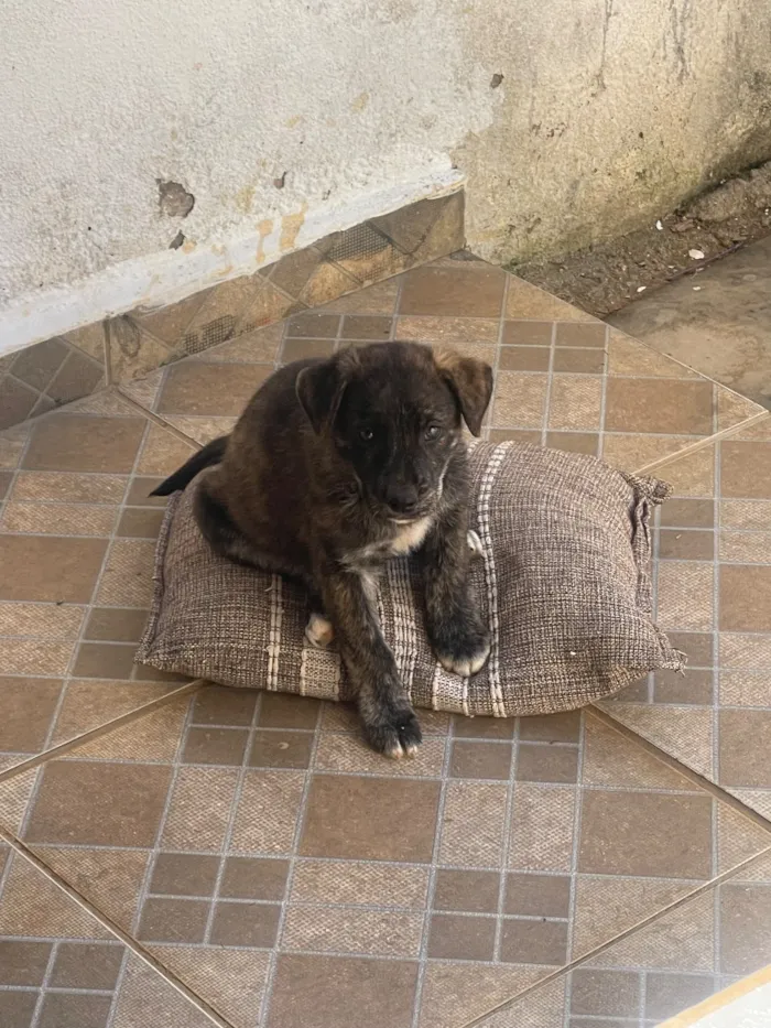 Cachorro raça SRD-ViraLata idade 2 a 6 meses nome Raroque 