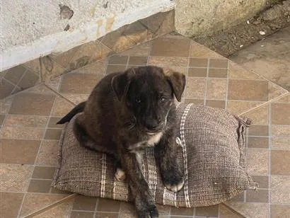 Cachorro raça SRD-ViraLata idade 2 a 6 meses nome Raroque 