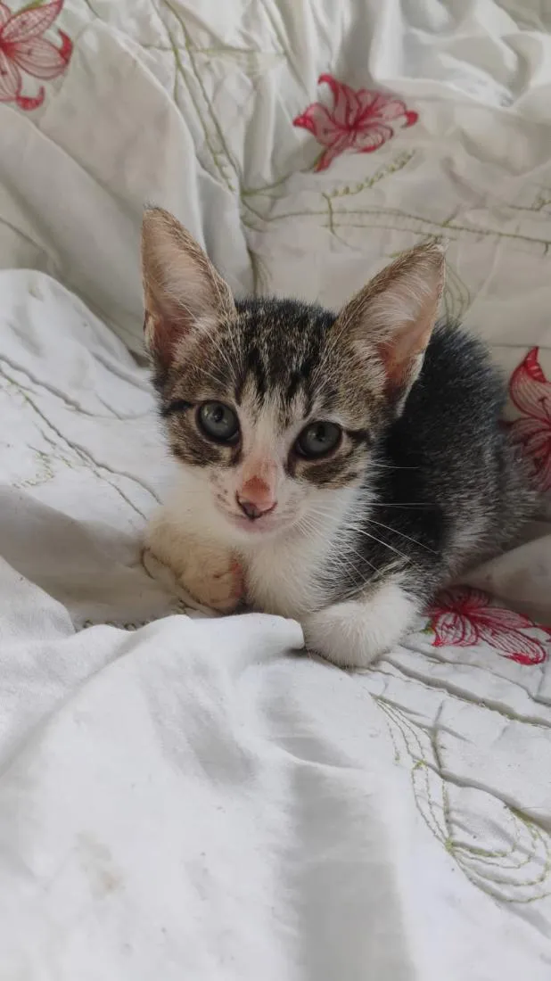 Gato raça SRD-ViraLata idade 2 a 6 meses nome sem nome