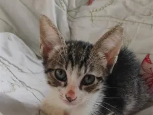 Gato raça SRD-ViraLata idade 2 a 6 meses nome sem nome