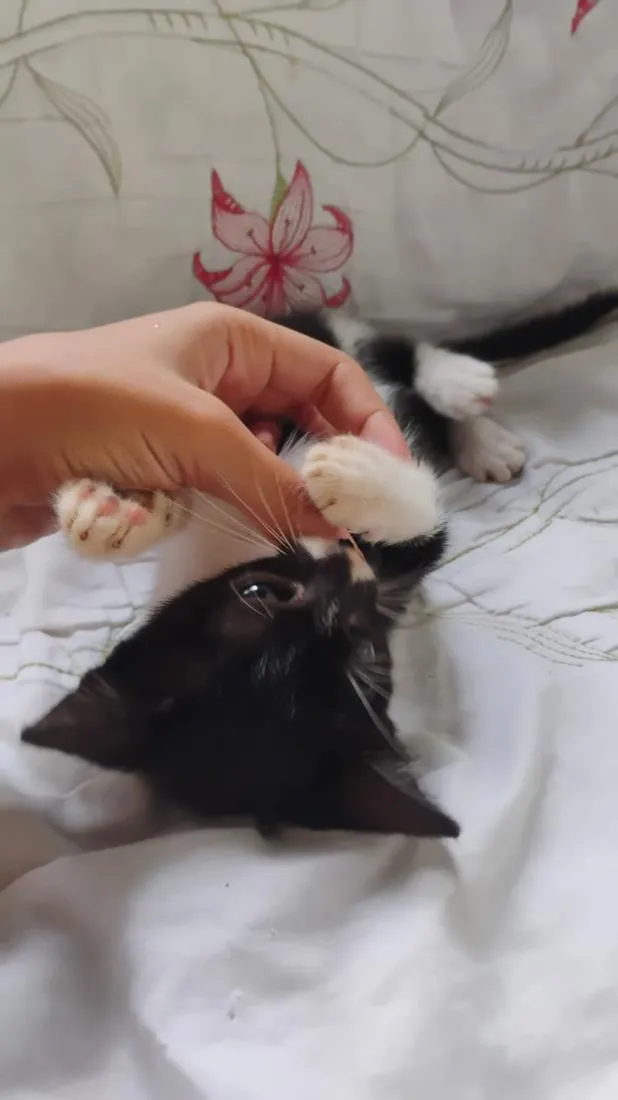 Gato raça SRD-ViraLata idade 2 a 6 meses nome sem nome