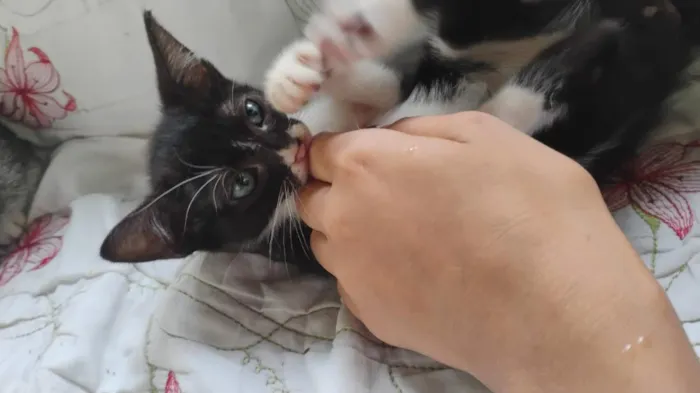 Gato raça SRD-ViraLata idade 2 a 6 meses nome sem nome