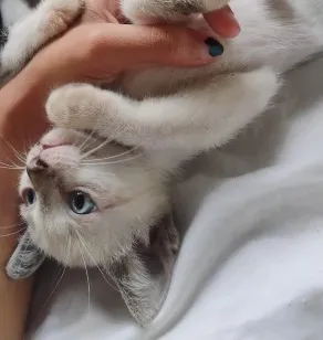 Gato raça SRD-ViraLata idade 2 a 6 meses nome sem nome