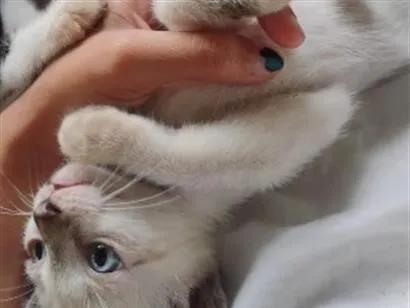 Gato raça SRD-ViraLata idade 2 a 6 meses nome sem nome