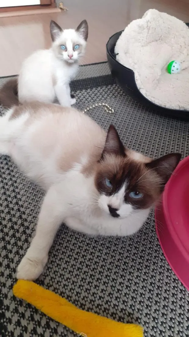 Gato raça SRD-ViraLata idade 2 a 6 meses nome Sem nome