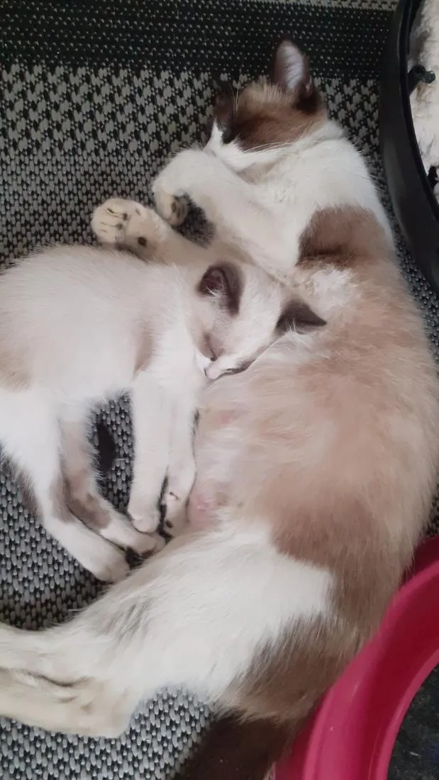 Gato raça SRD-ViraLata idade 2 a 6 meses nome Sem nome