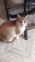 Gywn