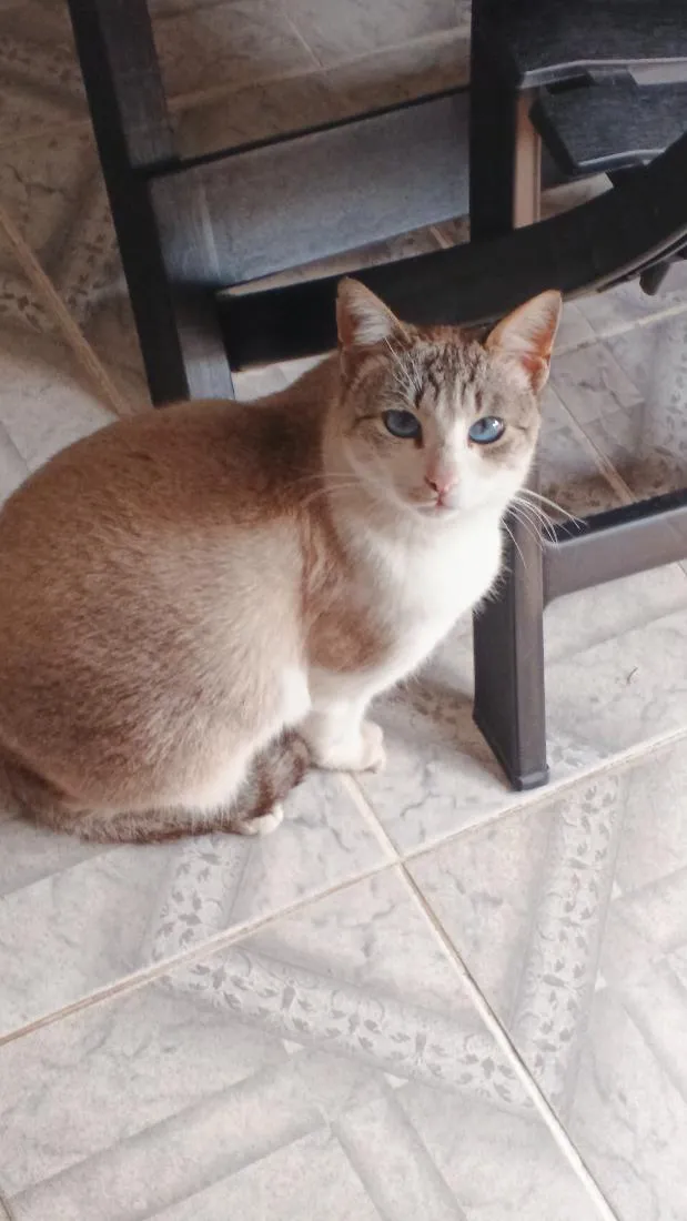 Gato raça SRD-ViraLata idade 2 a 6 meses nome Gywn