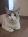 Gywn