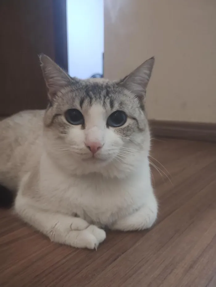 Gato raça SRD-ViraLata idade 2 a 6 meses nome Gywn
