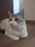Gywn