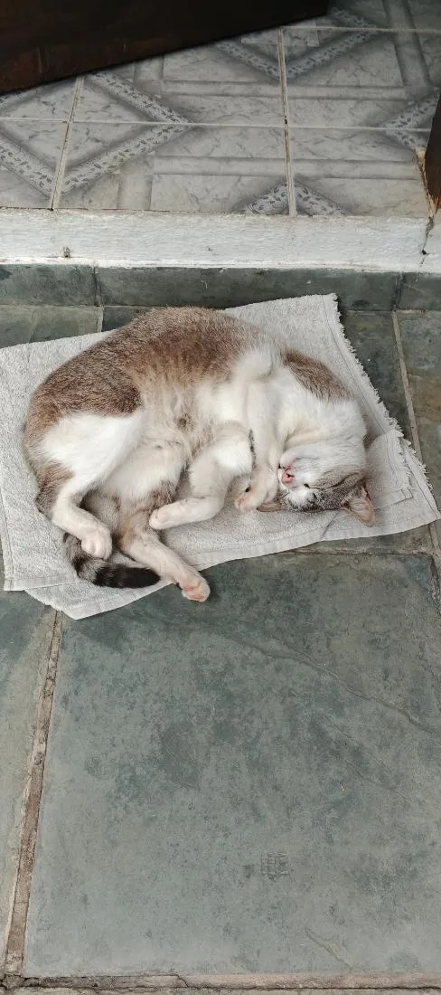 Gato raça SRD-ViraLata idade 2 a 6 meses nome Gywn