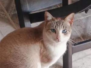 Gato raça SRD-ViraLata idade 2 a 6 meses nome Gywn