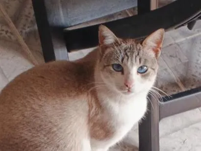 Gato raça SRD-ViraLata idade 2 a 6 meses nome Gywn