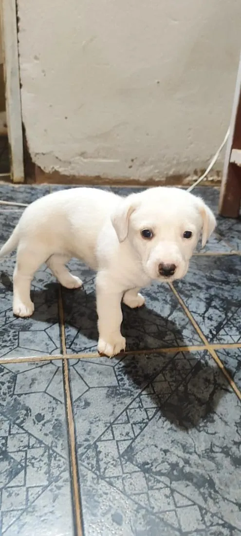 Cachorro raça SRD-ViraLata idade 2 a 6 meses nome sem nome 