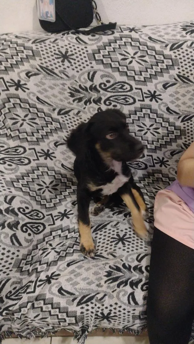 Cachorro raça SRD-ViraLata idade 2 a 6 meses nome Chiquinha