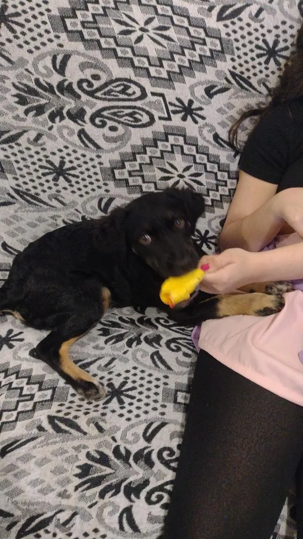 Cachorro raça SRD-ViraLata idade 2 a 6 meses nome Chiquinha