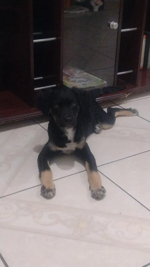 Cachorro raça SRD-ViraLata idade 2 a 6 meses nome Chiquinha