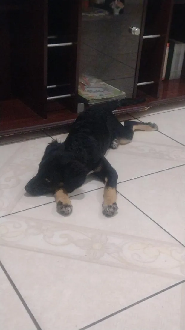 Cachorro raça SRD-ViraLata idade 2 a 6 meses nome Chiquinha