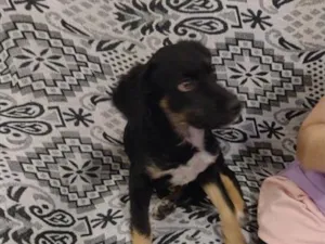 Cachorro raça SRD-ViraLata idade 2 a 6 meses nome Chiquinha