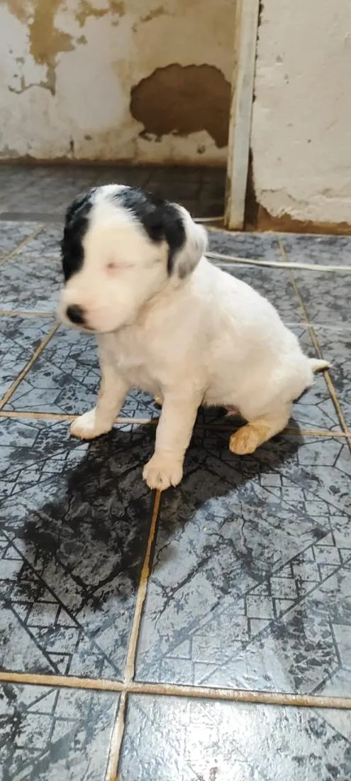 Cachorro raça SRD-ViraLata idade Abaixo de 2 meses nome sem nome 