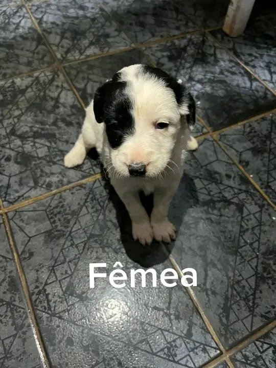 Cachorro raça SRD-ViraLata idade Abaixo de 2 meses nome sem nome 