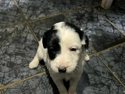 Cachorro raça SRD-ViraLata idade Abaixo de 2 meses nome sem nome 