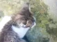 niko