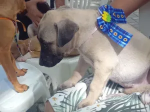 Cachorro raça SRD-ViraLata idade Abaixo de 2 meses nome sandy