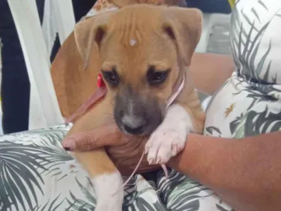 Cachorro raça SRD-ViraLata idade Abaixo de 2 meses nome meliso