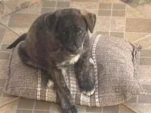 Cachorro raça SRD-ViraLata idade 2 a 6 meses nome Raroque 