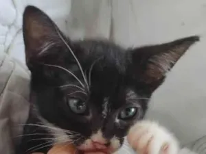 Gato raça SRD-ViraLata idade 2 a 6 meses nome sem nome