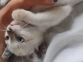 Gato raça SRD-ViraLata idade 2 a 6 meses nome sem nome