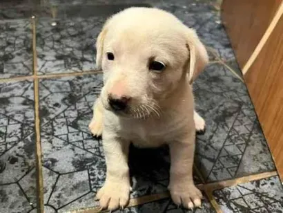 Cachorro raça SRD-ViraLata idade 2 a 6 meses nome sem nome 