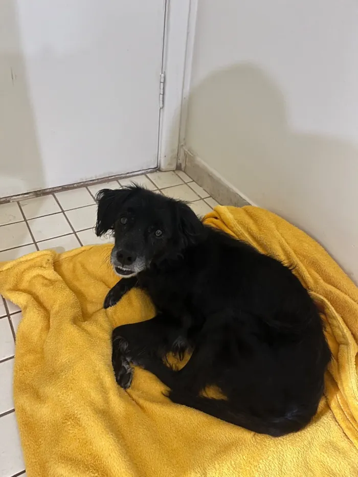 Cachorro raça SRD-ViraLata idade 6 ou mais anos nome Pretinho