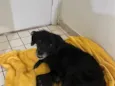 Pretinho