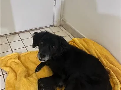 Cachorro raça SRD-ViraLata idade 6 ou mais anos nome Pretinho
