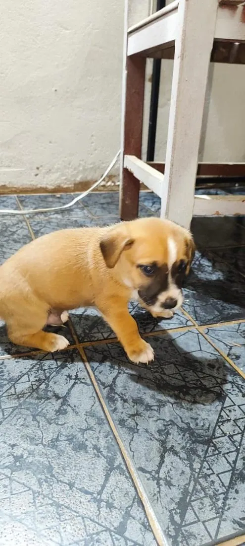 Cachorro raça SRD-ViraLata idade Abaixo de 2 meses nome sem nome 