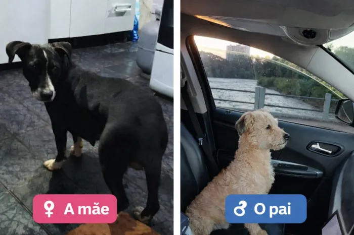 Cachorro raça SRD-ViraLata idade Abaixo de 2 meses nome sem nome 