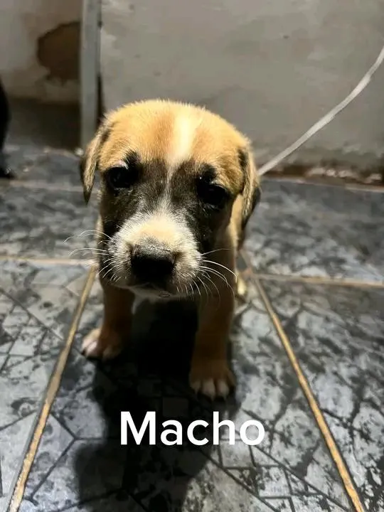 Cachorro raça SRD-ViraLata idade Abaixo de 2 meses nome sem nome 