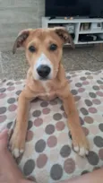 Caramelinho 