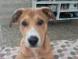 Caramelinho 