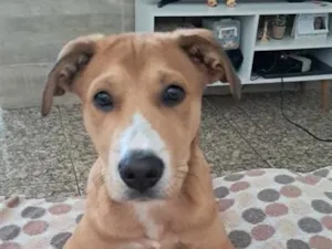 Cachorro raça SRD-ViraLata idade 2 a 6 meses nome Caramelinho 