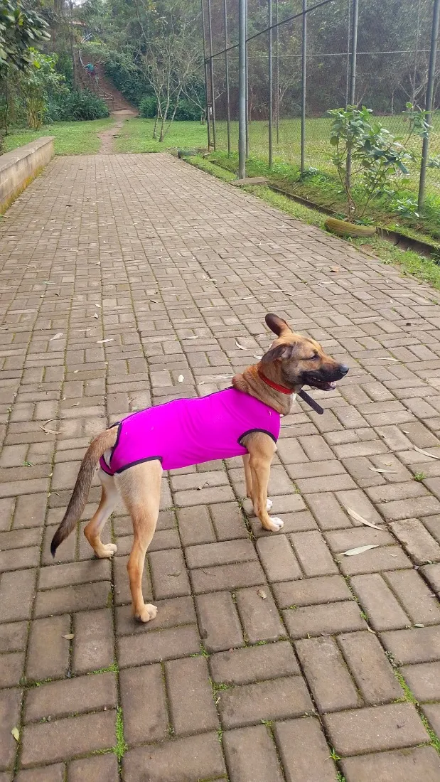 Cachorro raça SRD-ViraLata idade 2 a 6 meses nome Marla 