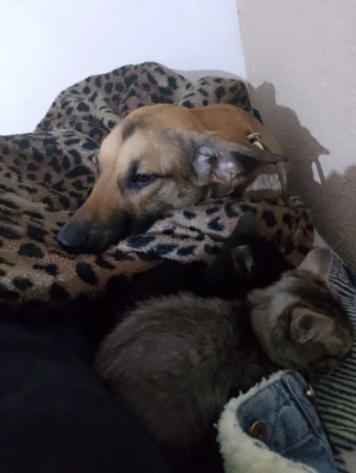 Cachorro raça SRD-ViraLata idade 2 a 6 meses nome Marla 