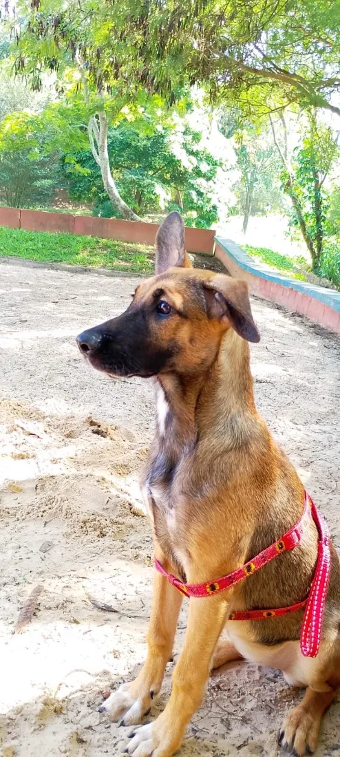 Cachorro raça SRD-ViraLata idade 2 a 6 meses nome Marla 