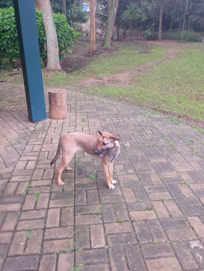 Cachorro raça SRD-ViraLata idade 2 a 6 meses nome Marla 